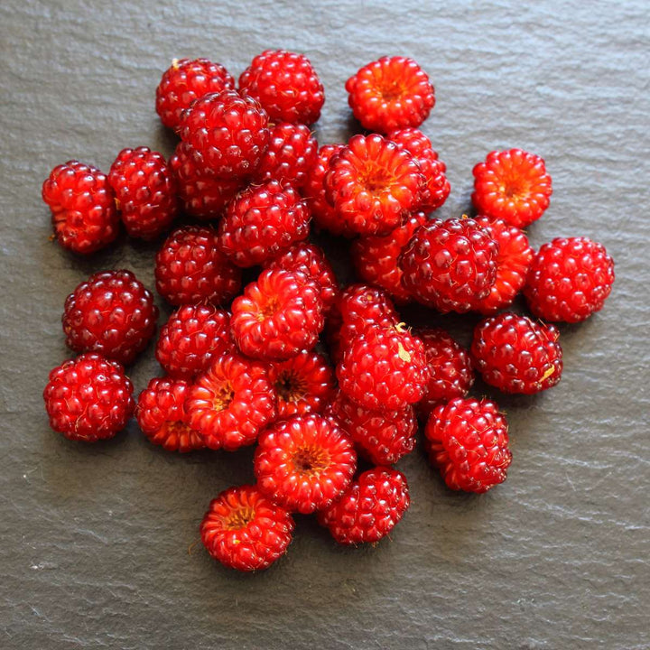 Rubus phoenicolasius - Set van 2