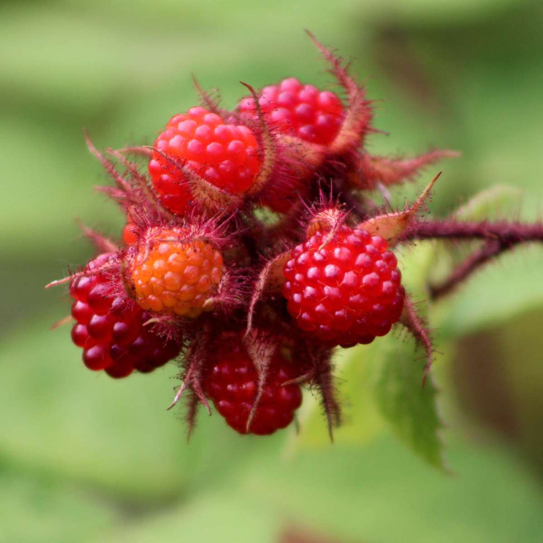 Rubus phoenicolasius - Set van 2