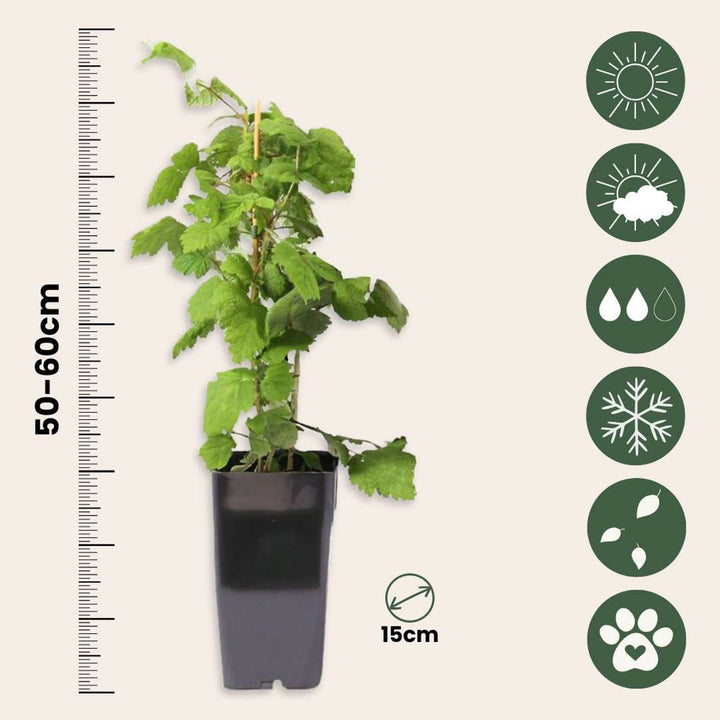 Rubus phoenicolasius - Set van 2
