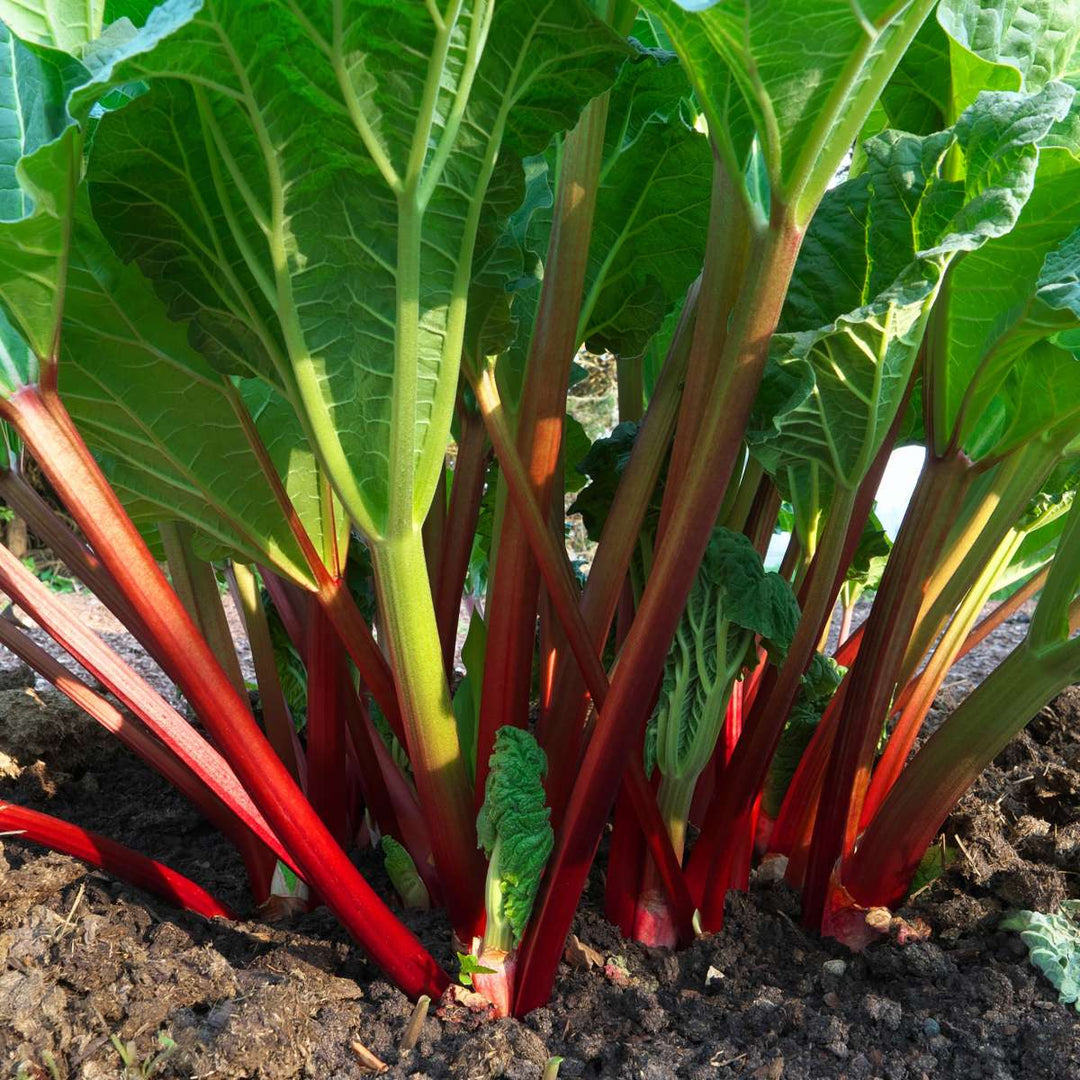 Rheum rhabarbarum - Set van 2