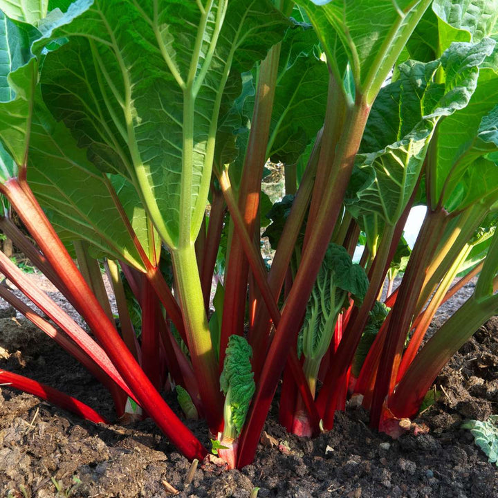 Rheum rhabarbarum - Set van 2