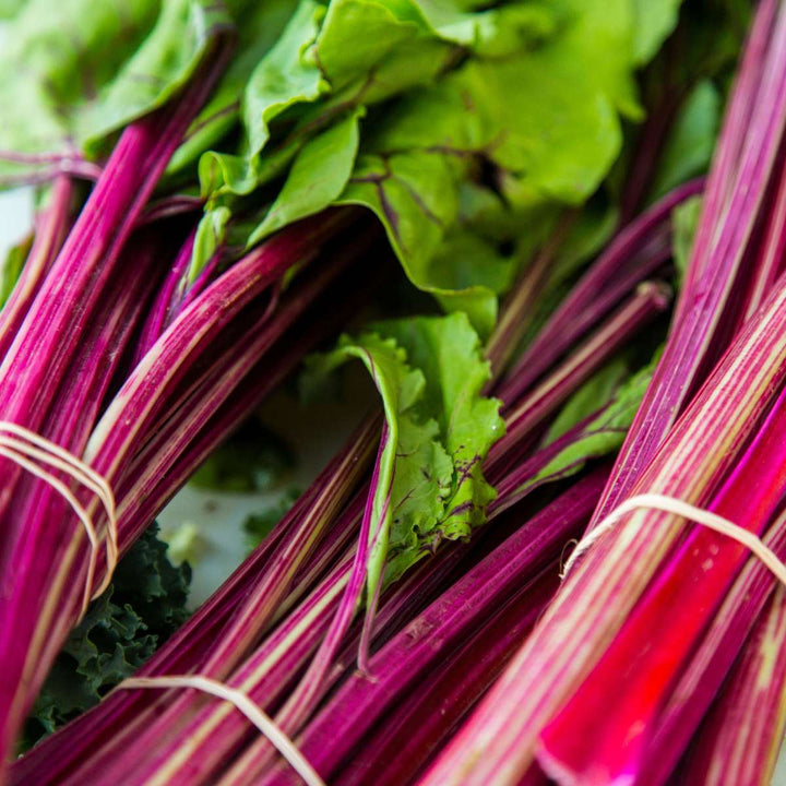 Rheum rhabarbarum - Set van 2