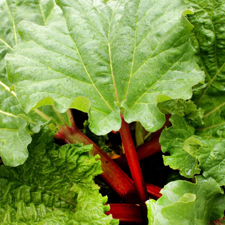 Rheum rhabarbarum - Set van 2