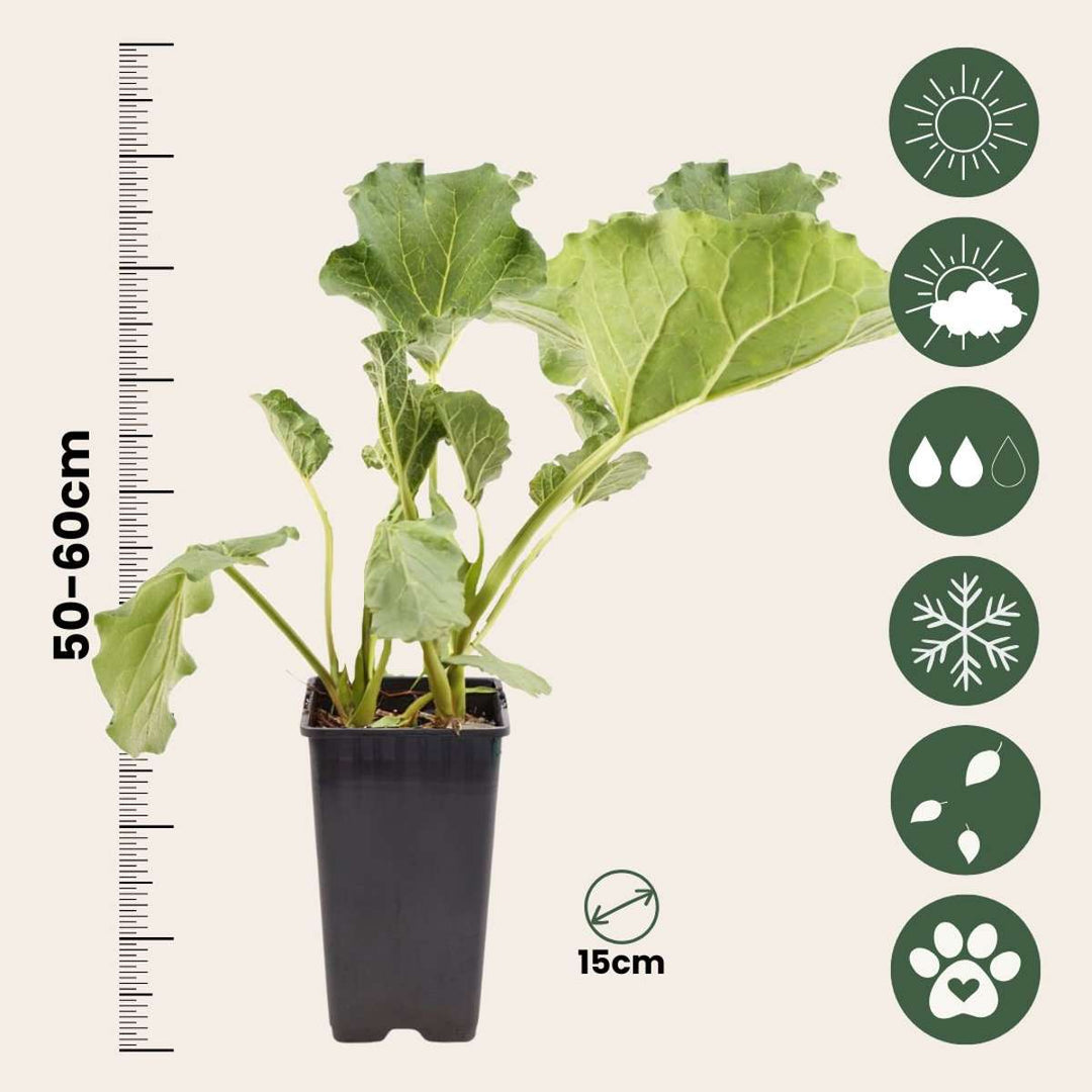 Rheum rhabarbarum - Set van 2
