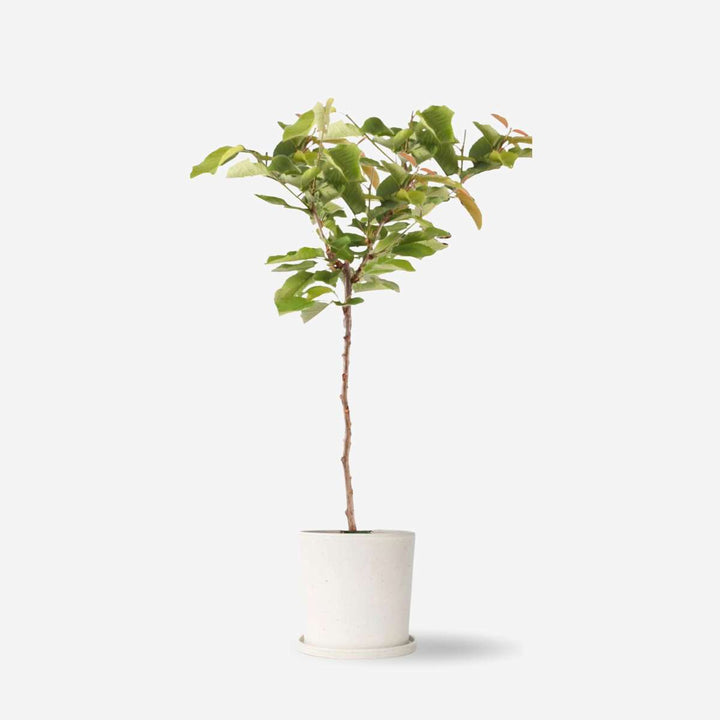 Kersenboom - Prunus avium