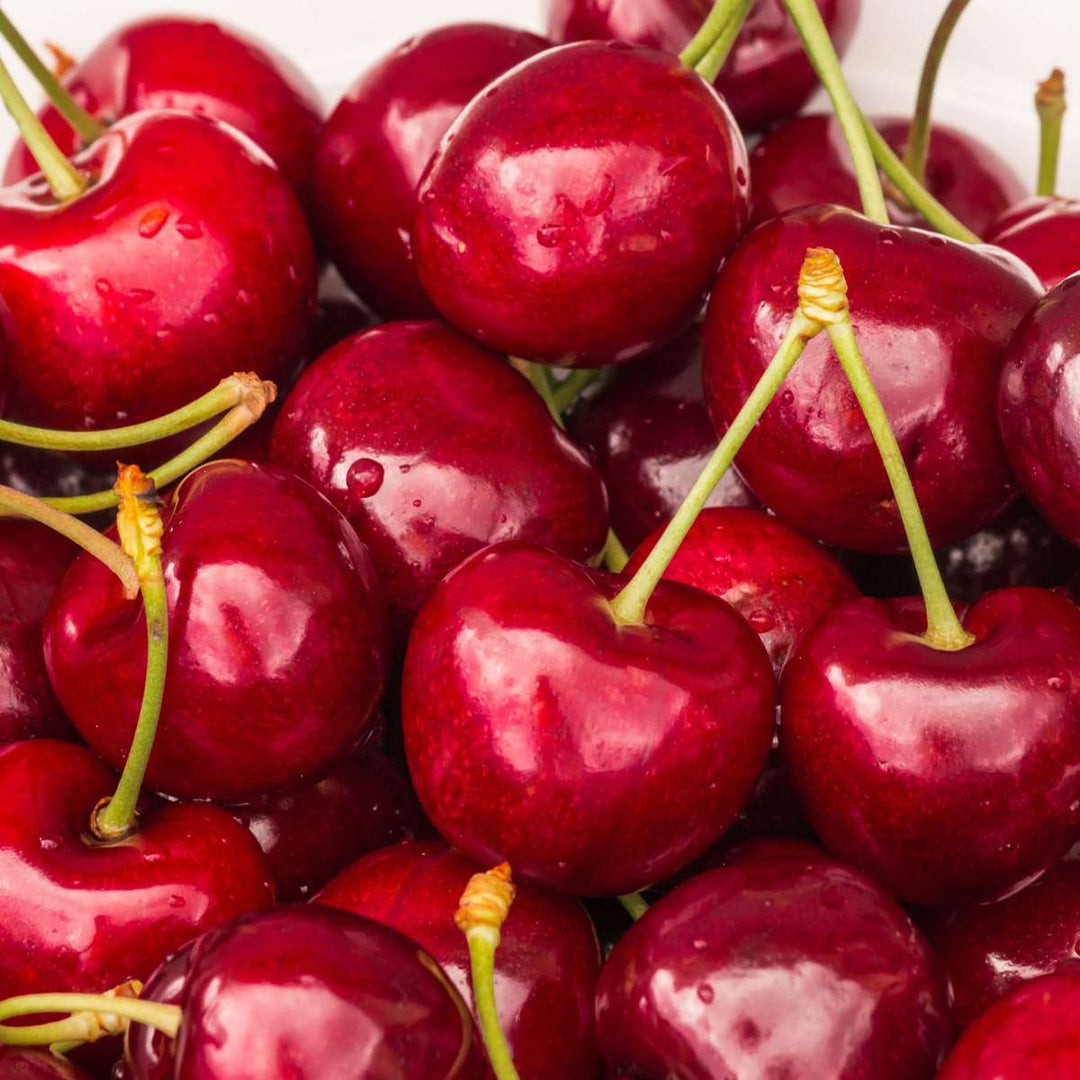 Kersenboom - Prunus avium 'Stella'