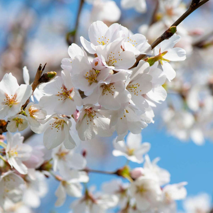 Kersenboom - Prunus avium 'Stella'
