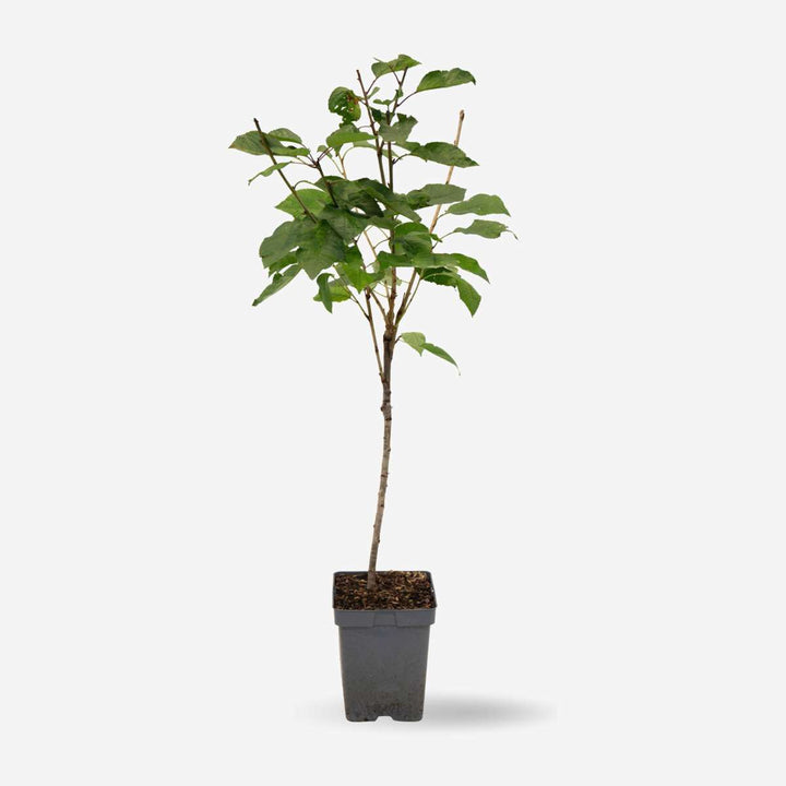 Kersenboom - Prunus avium 'Stella'