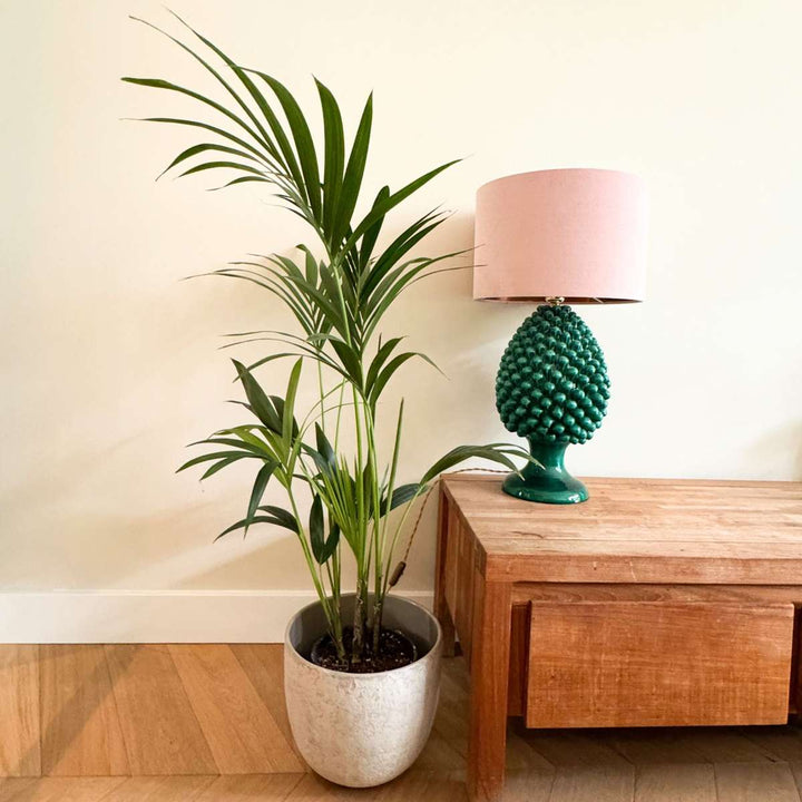 Howea Forsteriana - Kentiapalm