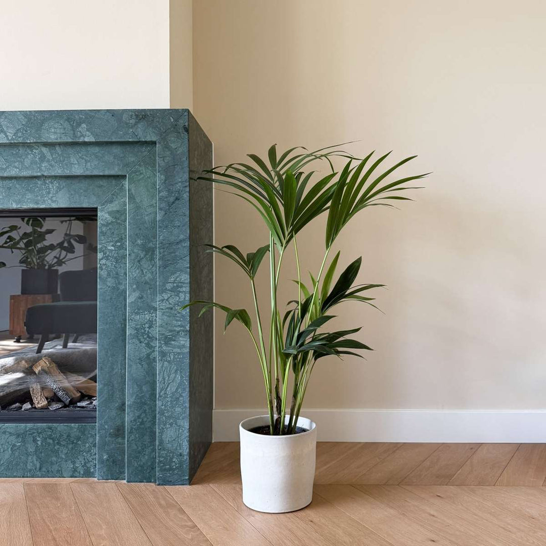 Howea Forsteriana - Kentiapalm