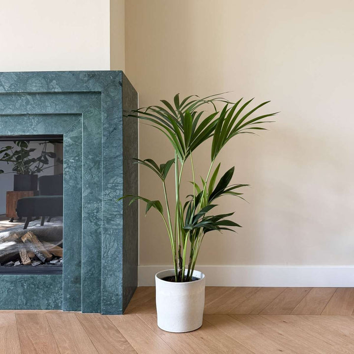 Howea Forsteriana - Kentiapalm