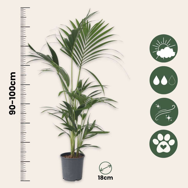 Howea Forsteriana - Set van 2 - Kentiapalm