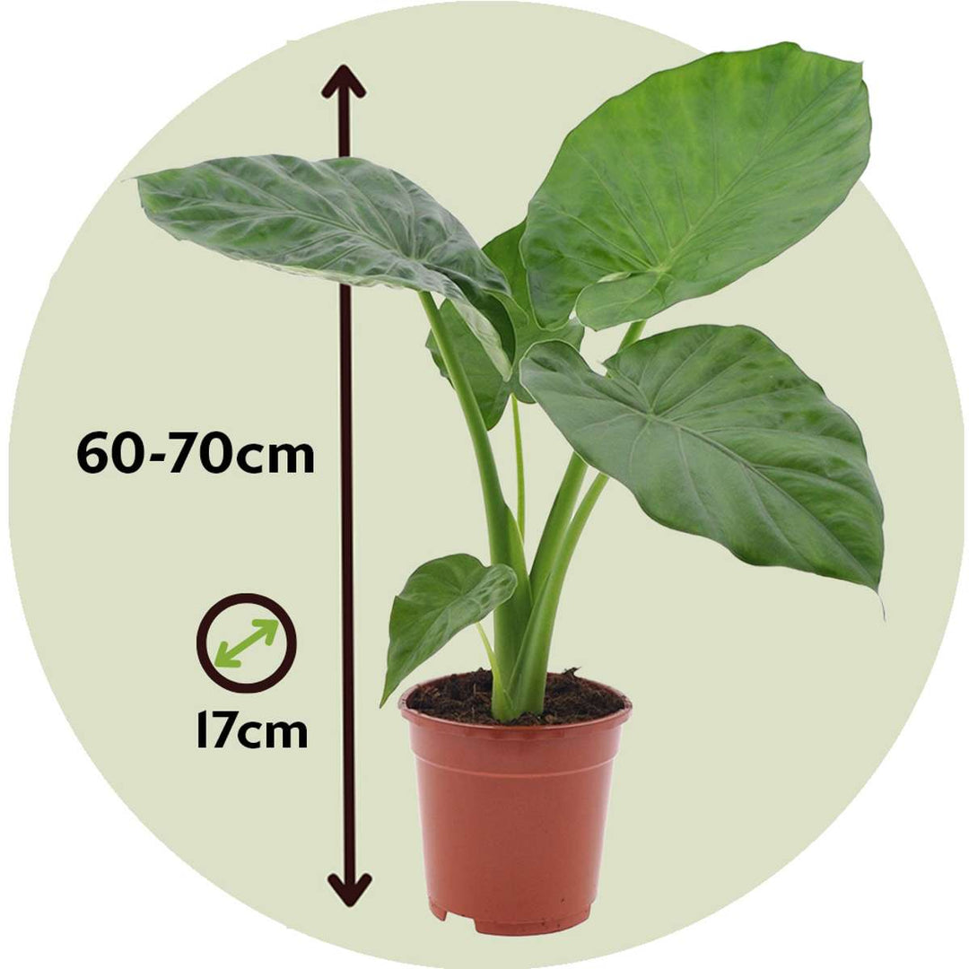 Alocasia Macrorrhiza - 'Olifantsoor'