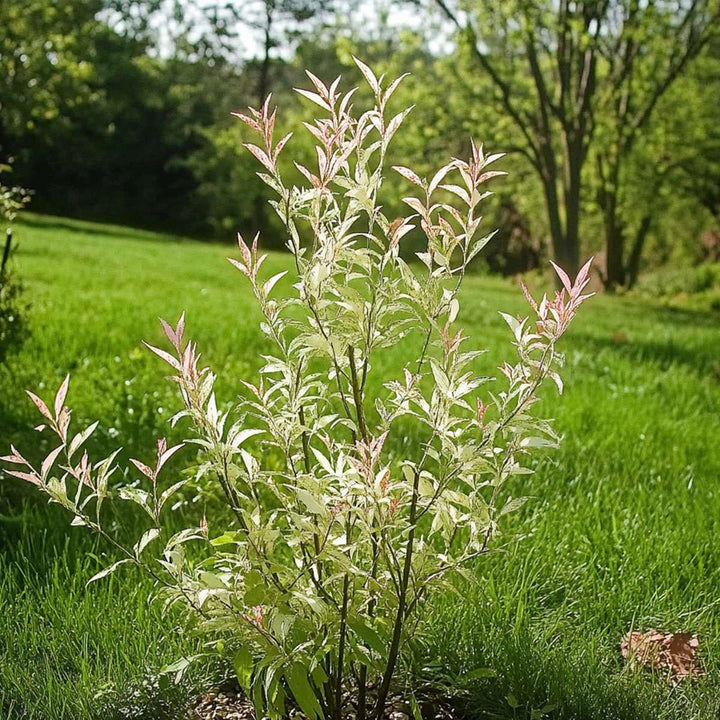 Salix Flamingo - Bonte wilg