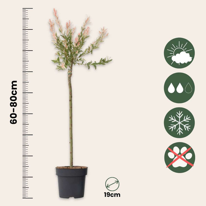 Salix Flamingo - vrba pestrá