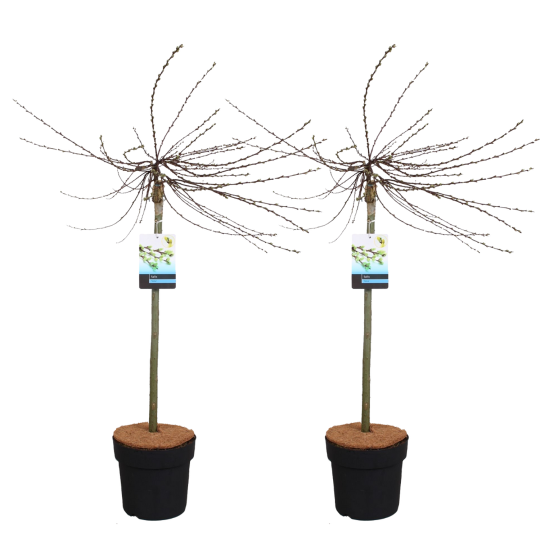 Salix repens 'Iona' - vrba plazivá