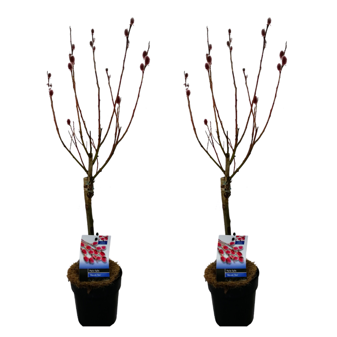 Salix Mount Aso 'Red Cat' - Gracilistyla - 2 tk komplekt - FloraStore