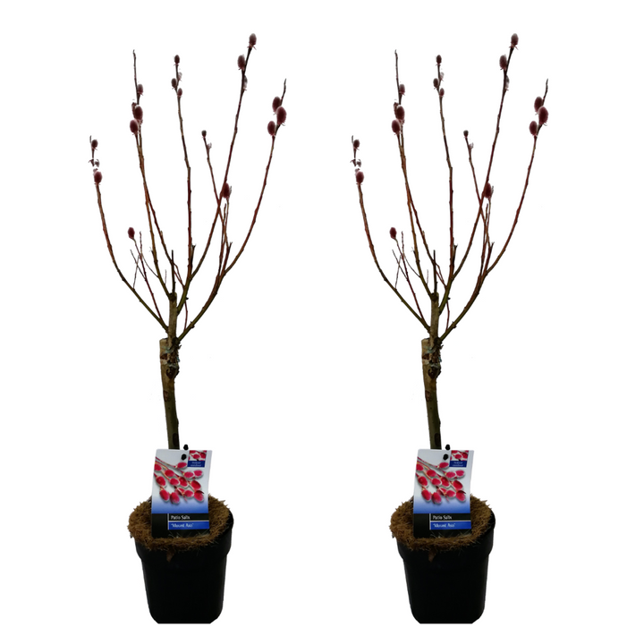 Salix Mount Aso 'Red Cat' - Gracilistyla - 2 tk komplekt - FloraStore