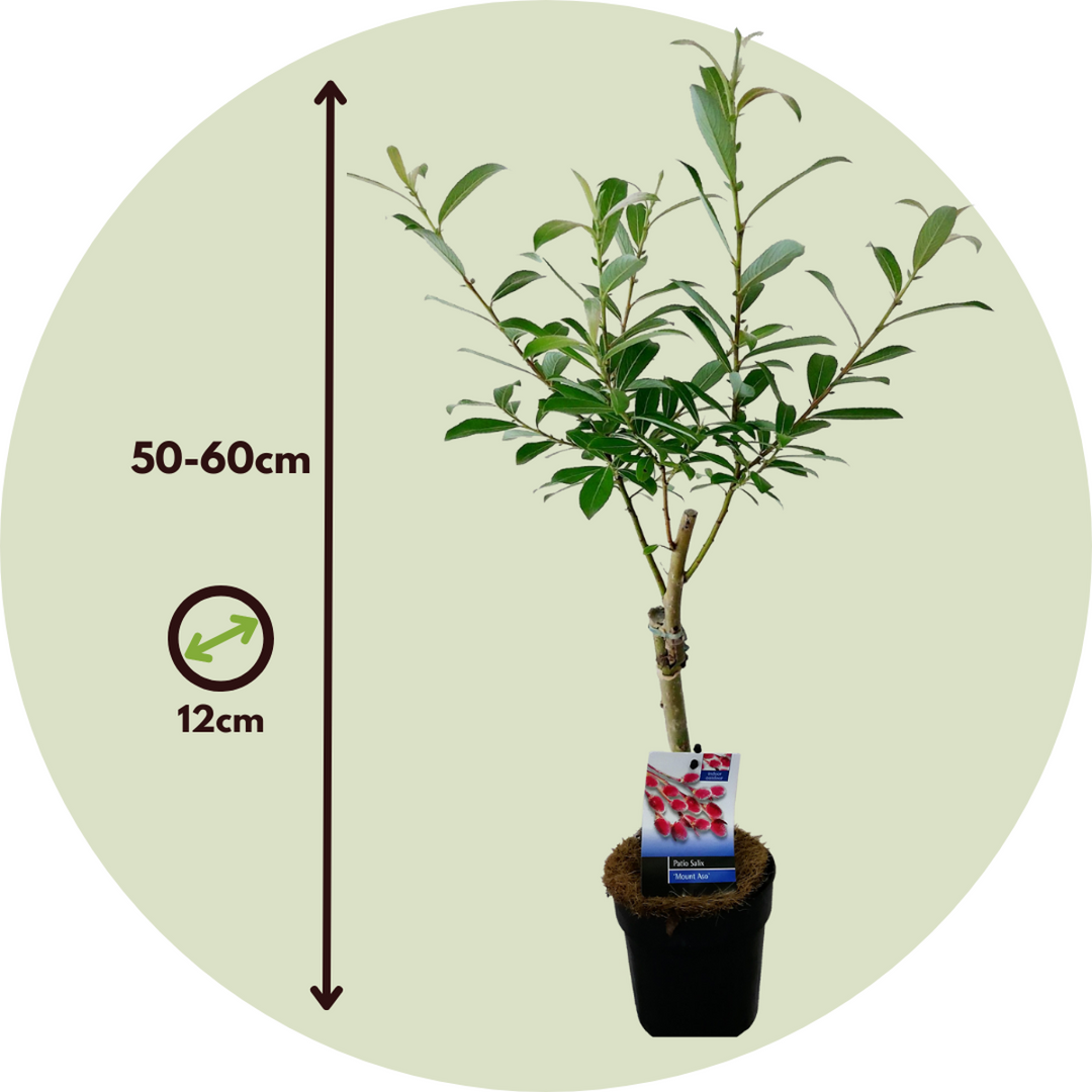 Salix Mount Aso 'Red Cat' - Gracilistyla - 2 tk komplekt - FloraStore