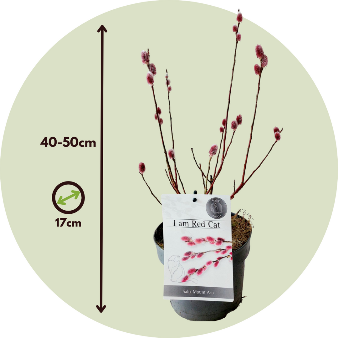Salix Mount Aso Gracilistyla - Set od 2