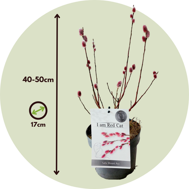 Salix Mount Aso Gracilistyla - Set od 2