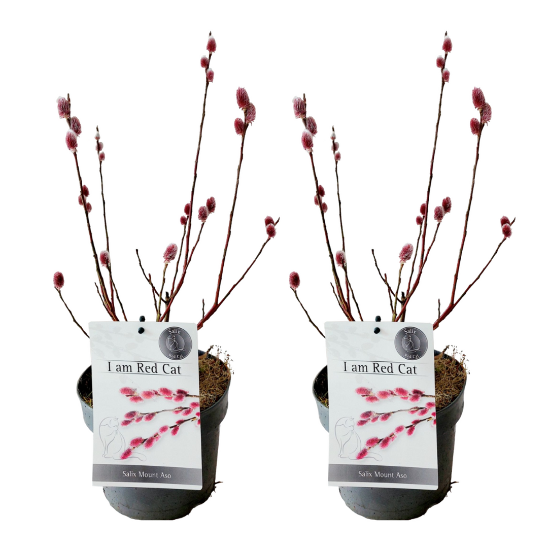 Salix Mount Aso Gracilistyla - Set od 2