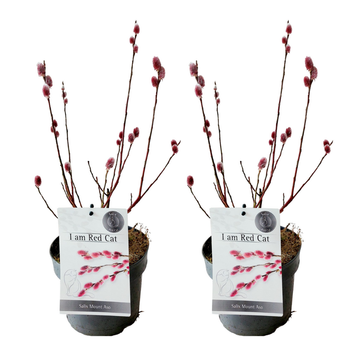 Salix Mount Aso Gracilistyla - Set od 2