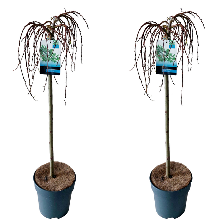 Salix Arbuscula - kääbuspaju - 2 tk komplekt