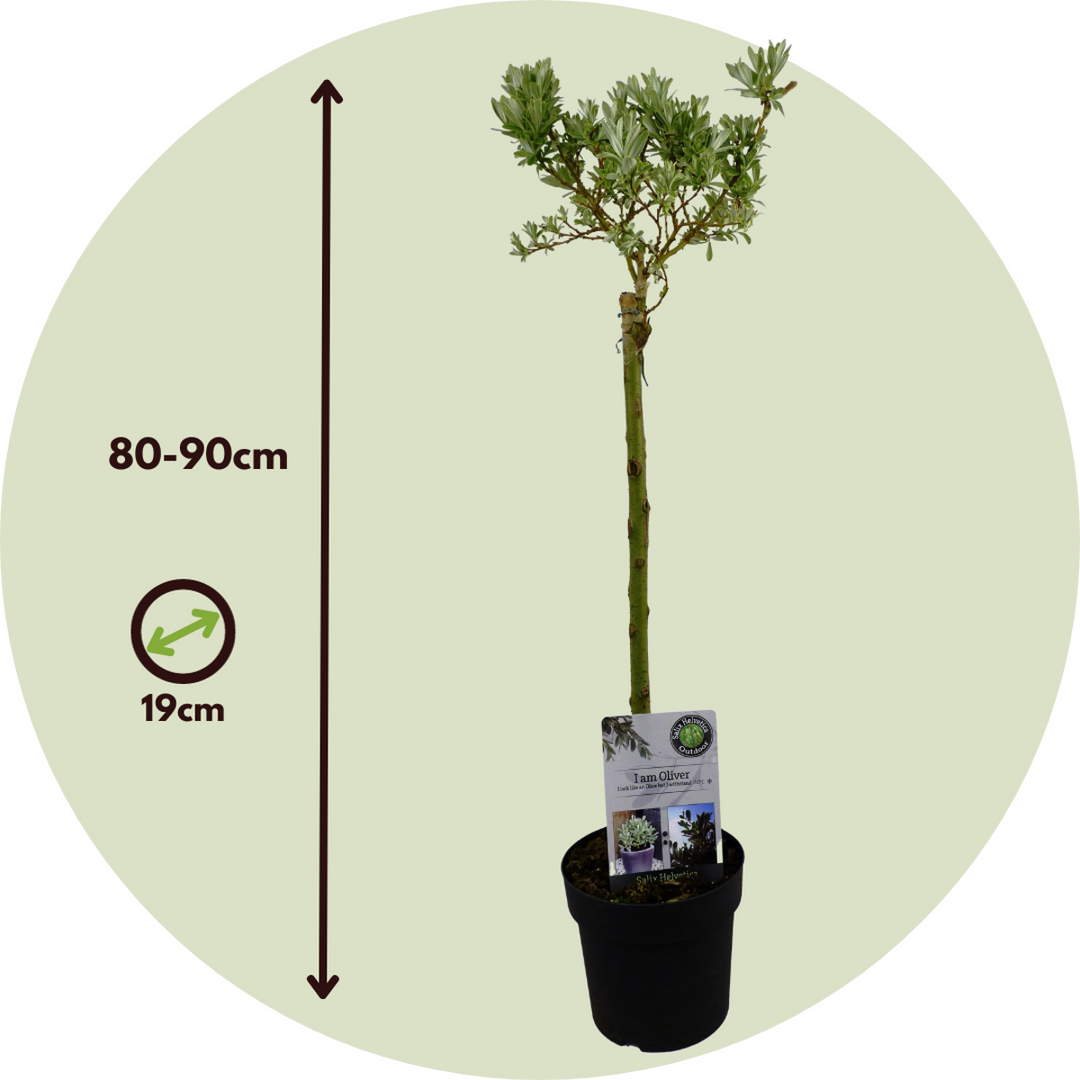 Salix Helvetica - Patuljasta vrba - Set od 2