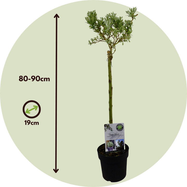 Salix Helvetica - Patuljasta vrba - Set od 2