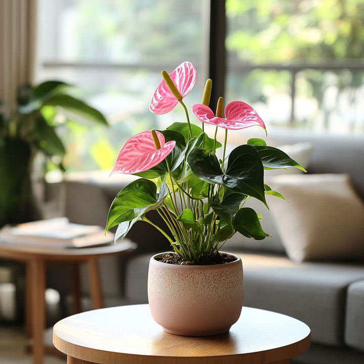 Anthurium 'Sweet Dream' - Flamingoplant
