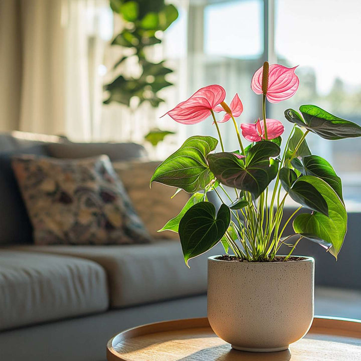 Anthurium 'Sweet Dream' - Flamingoplant