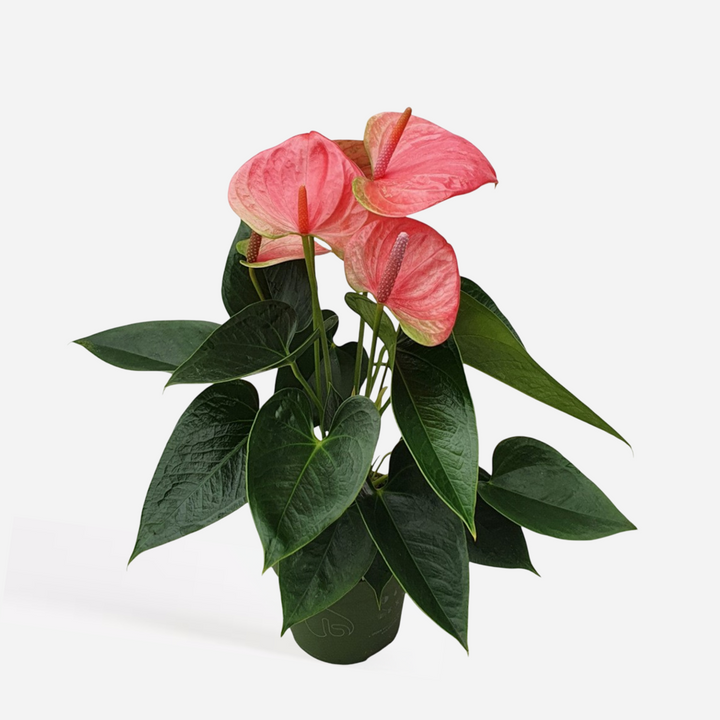 Anthurium 'Sweet Dream' - Flamingoplant