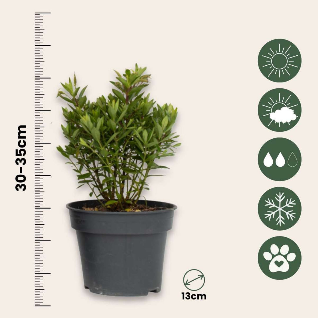 Hebe All Blooms 'Ranaia' - crvena - set od 3