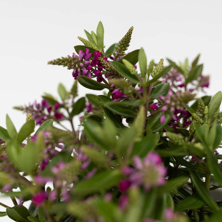 Hebe All Blooms 'Samona' - Roze - Set van 3