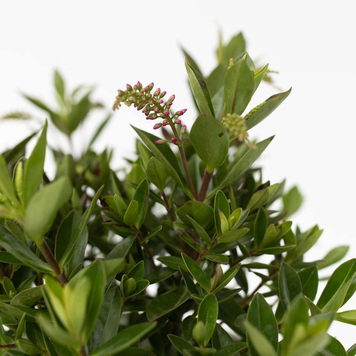 Hebe 'Siara', 'Ranaia', 'Samona' - Miks od 3