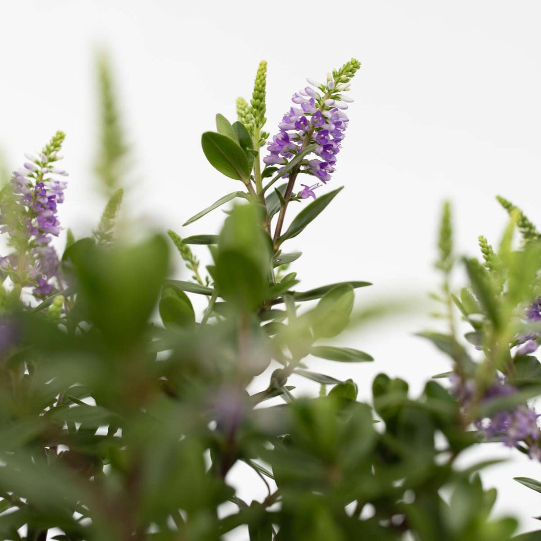 Hebe 'Siara', 'Ranaia', 'Samona' - Miks od 3