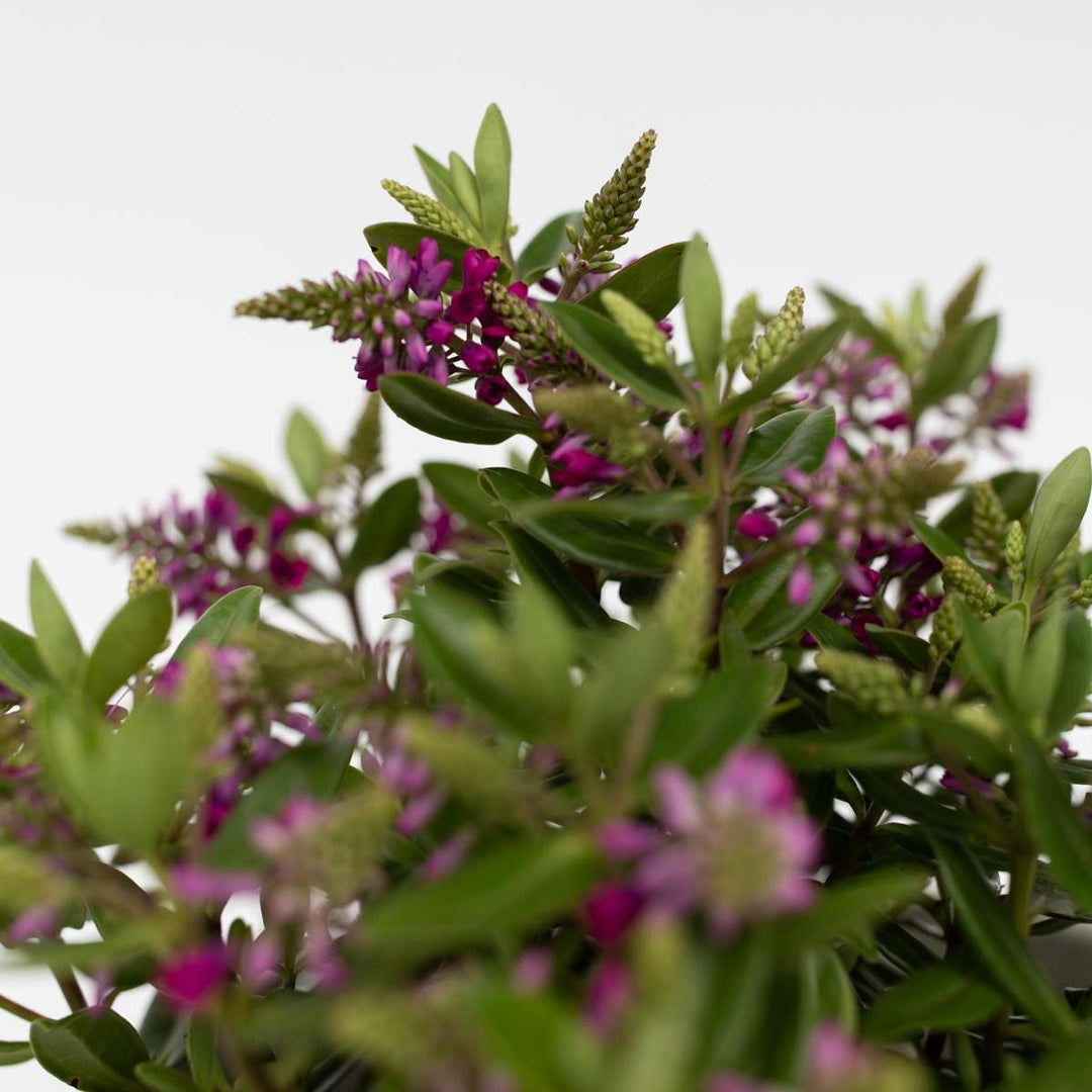 Hebe 'Siara', 'Ranaia', 'Samona' - Miks od 3