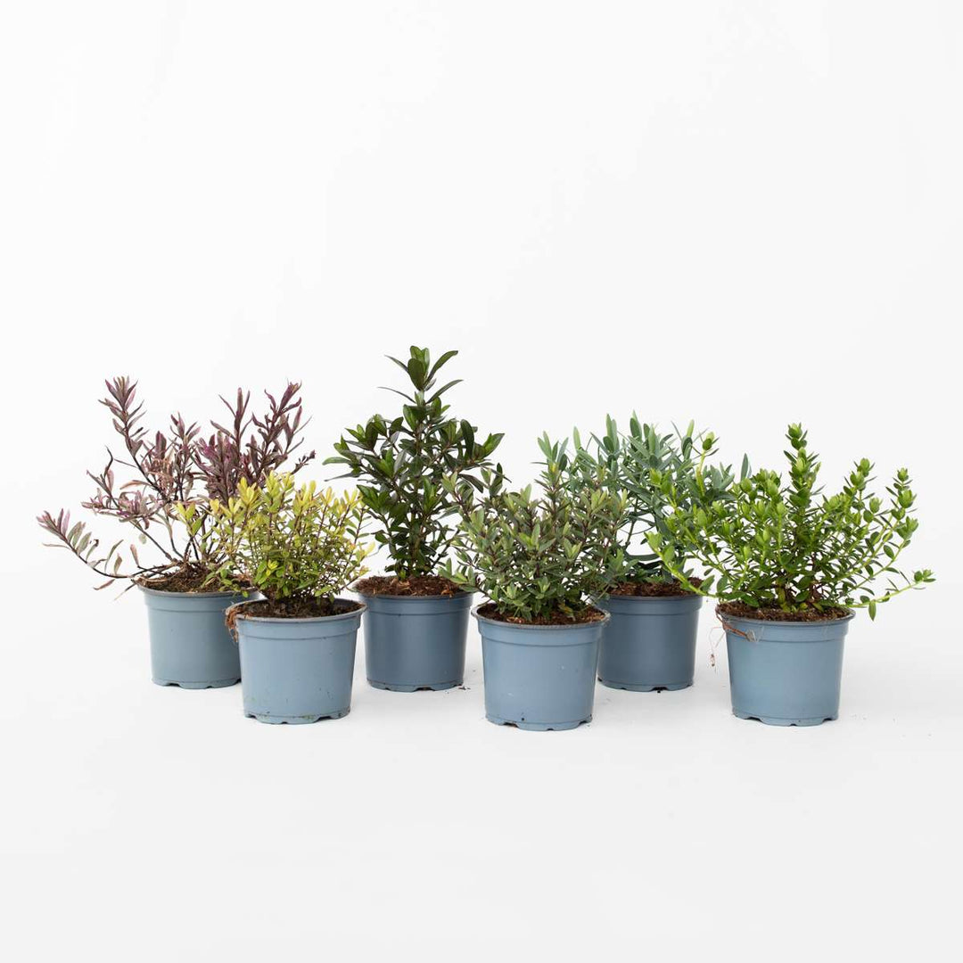 Hebe pinguifolia - Mix 6 - Keř veronika