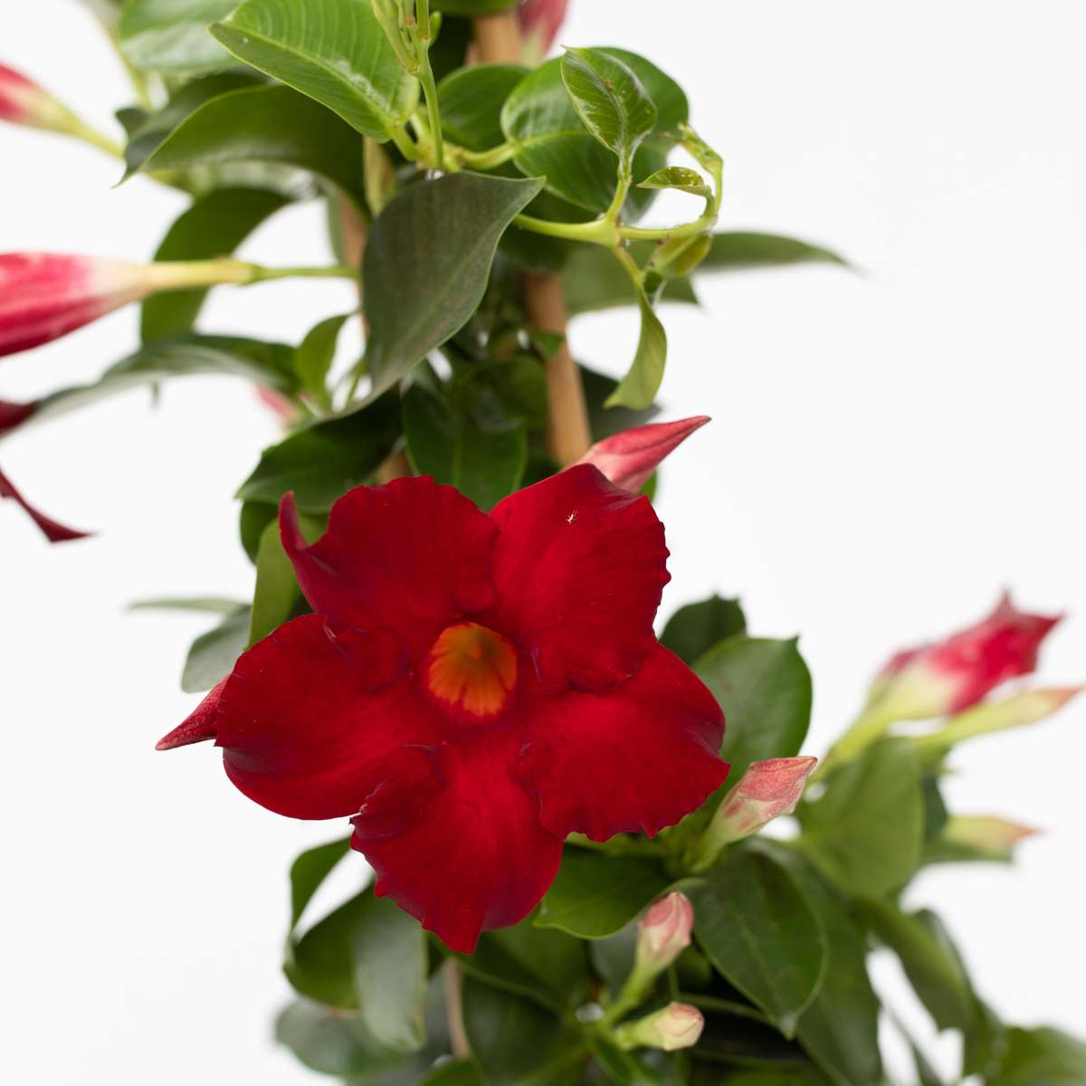 Dipladenia Deep Red