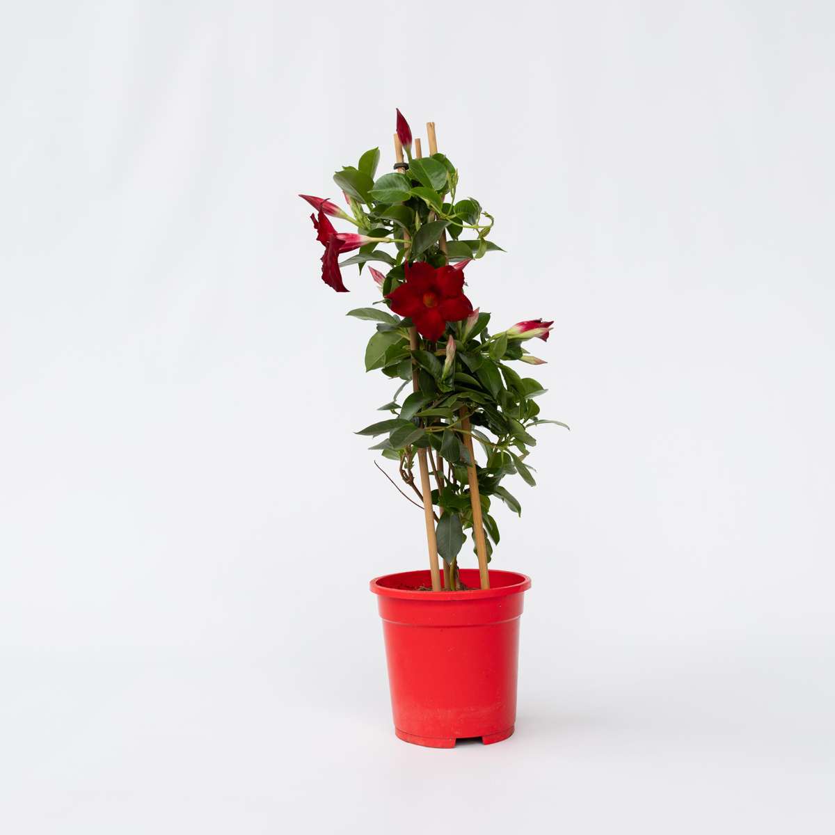 Dipladenia Deep Red