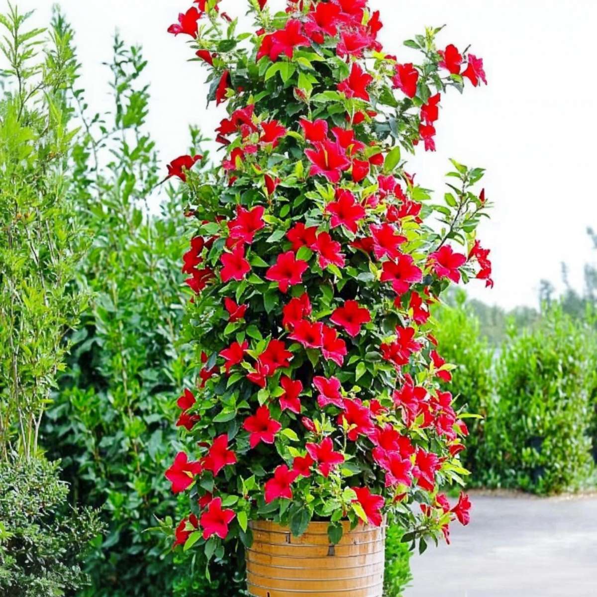Dipladenia Deep Red