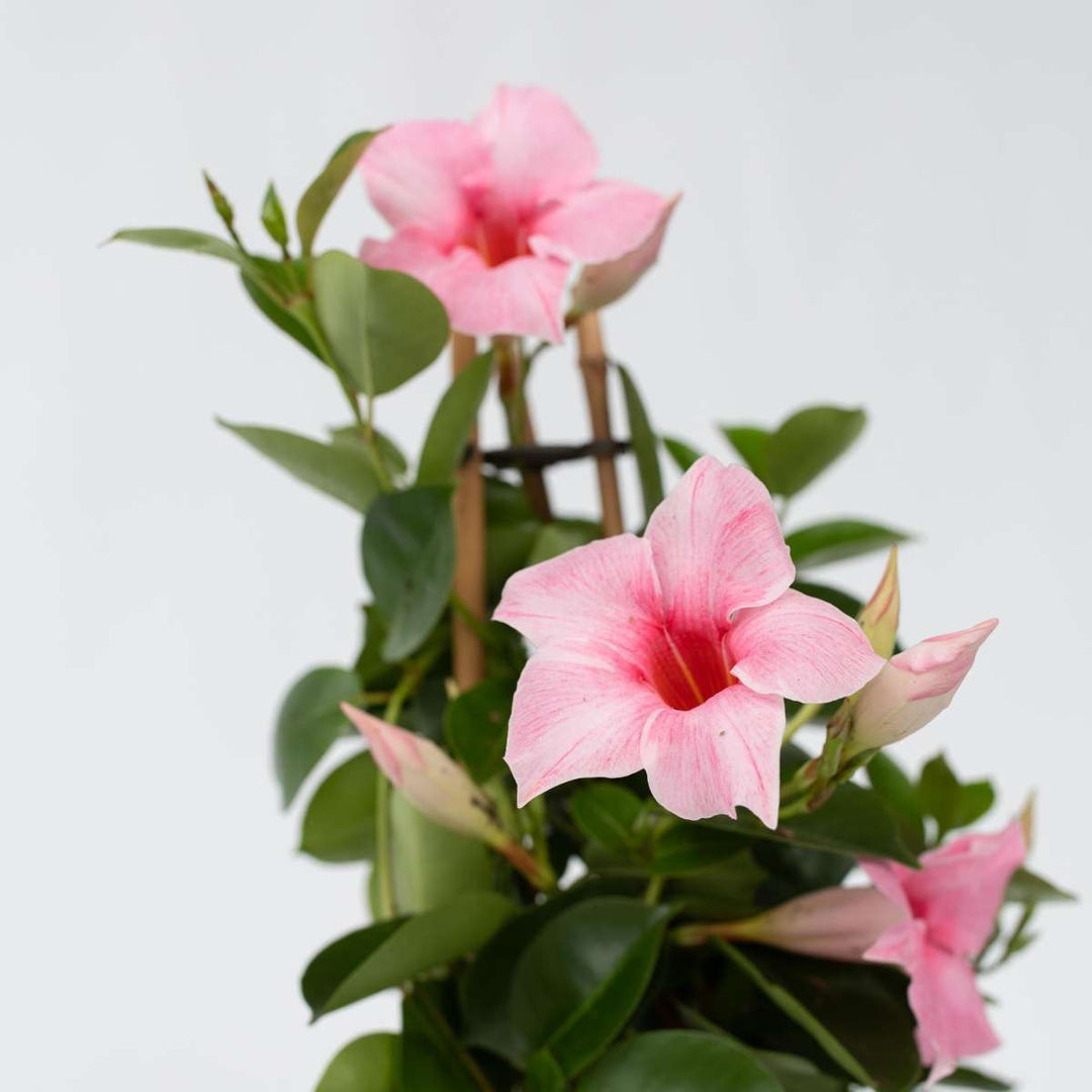 Mandeville 'Rio Hot Pink' - Dipladenia