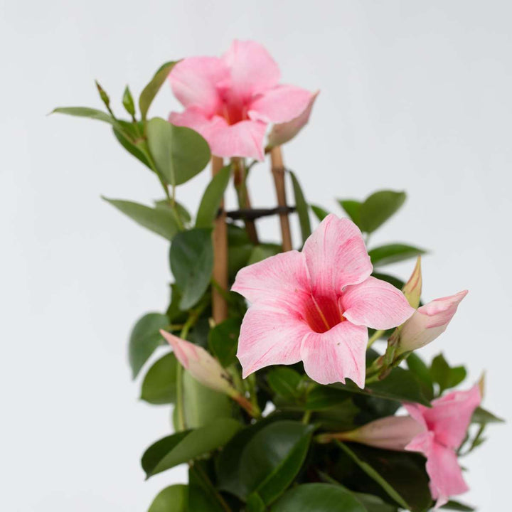 Mandeville 'Rio Hot Pink' - Dipladenia