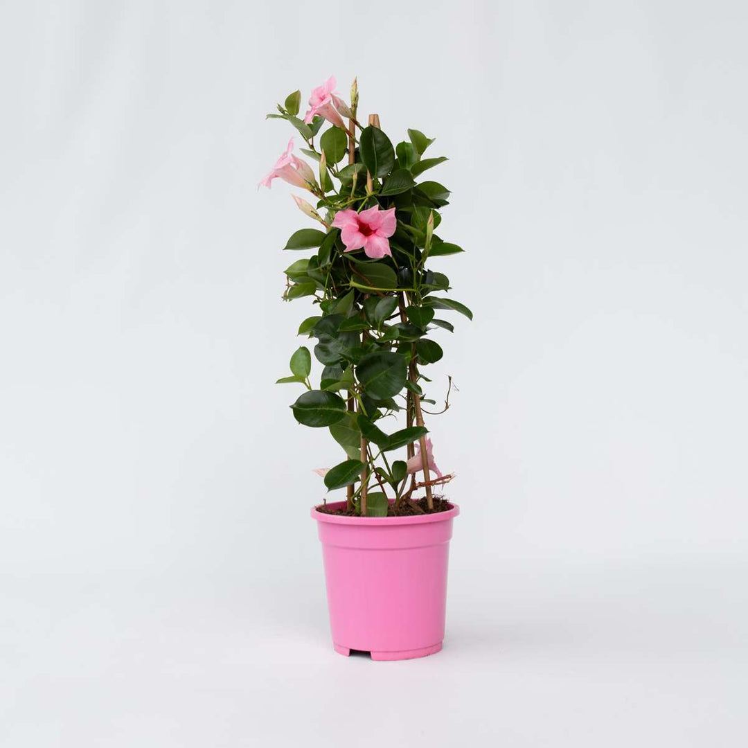 Mandeville 'Rio Hot Pink' - Dipladenia