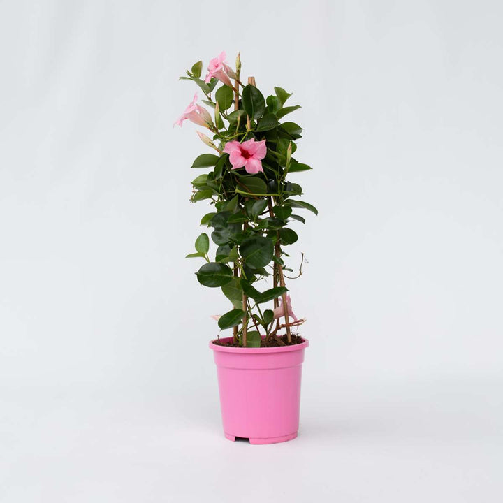 Mandeville 'Rio Hot Pink' - Dipladenia