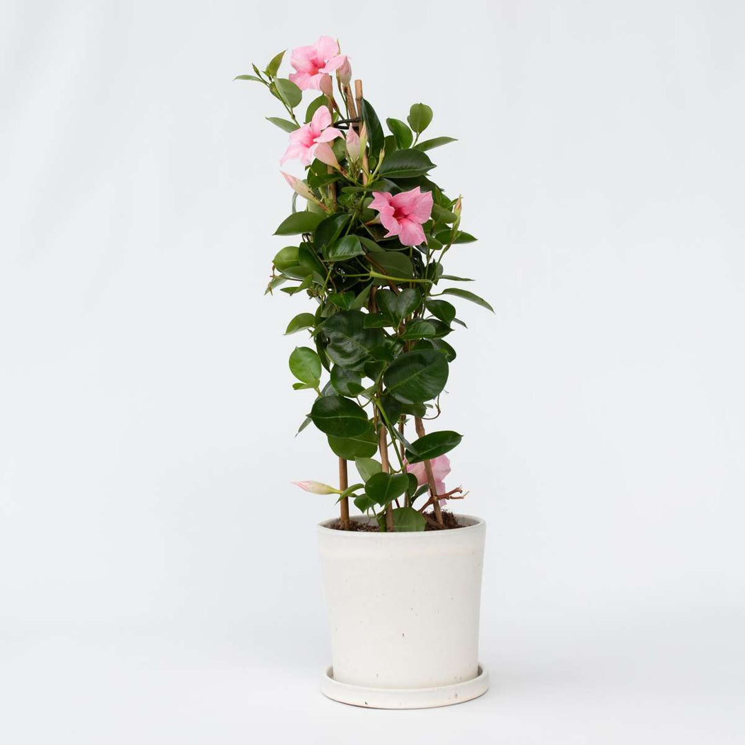 Mandeville 'Rio Hot Pink' - Dipladenia