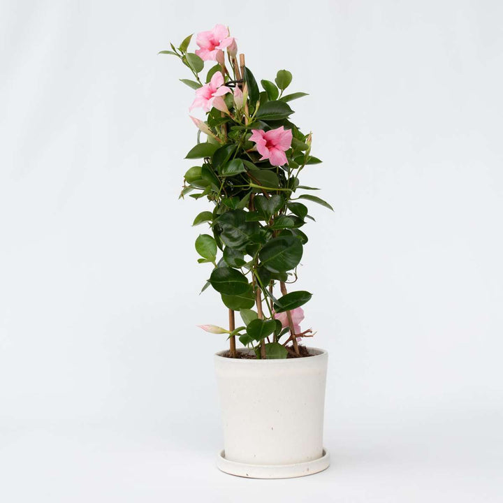 Mandeville 'Rio Hot Pink' - Dipladenia