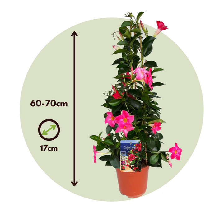 Mandeville 'Rio Hot Pink' - Dipladenia