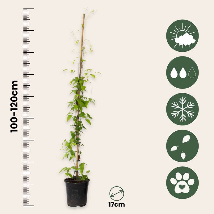 Clematis 'Hagley Hybrid' - 2 vnt. - Clematis